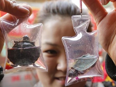 Unknown woman in China holds up turtles encased in a keychain, a trend that has recently become popular with younger people in China.