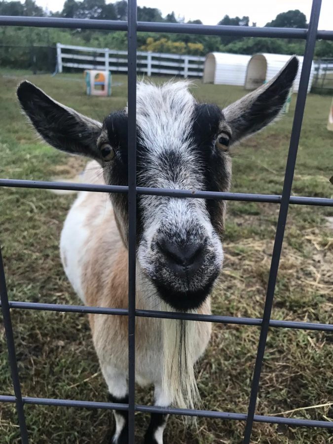 Clyde The Goat, at Ledyard High School 
