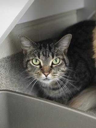 Jane is a domestic shorthair. She is 4 years old. She is an indoor cat that loves to play! She is very outgoing and is ready to meet her new family.