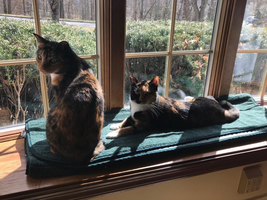 The Lives of Pets in Quarantine