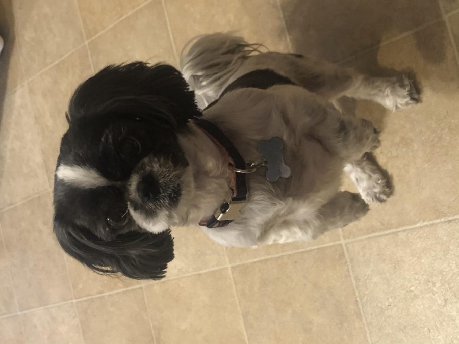 Penny the puppy