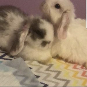 Snowball (right) and Peppermint (left)