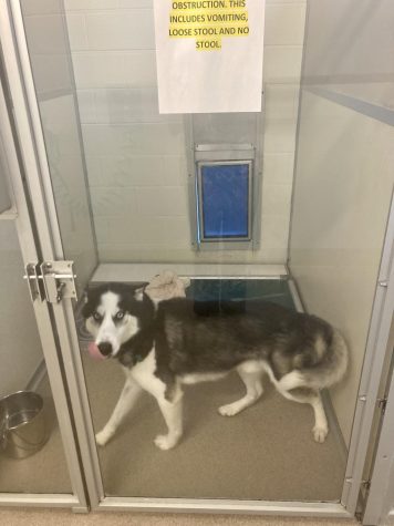 Husky at Waterford Humane Society