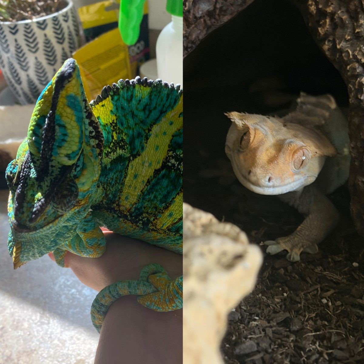 Pets That Are Harder To Care For Than You Think