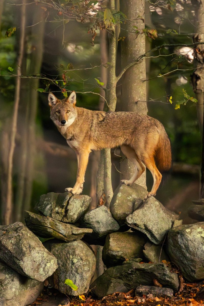 A Coyote standing on a rock wall in the Mamacoke Island Natural Area